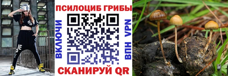 Купить где  Куса  Псилоцибиновые грибы мицелий 